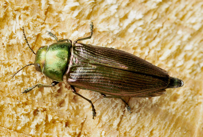 Buprestidae:  Eurythyrea austriaca